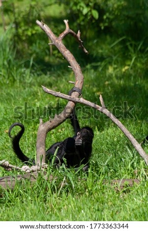 
little black monkey playing on a fallen tree on green grass in the jungle