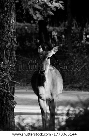 A Black and White, Monochrome Photograph of a Female Bluebull, an antelope which is called "Nilgai" in Hindi. The photograph was captured in Gujarat, India. The focus is on the antelope.