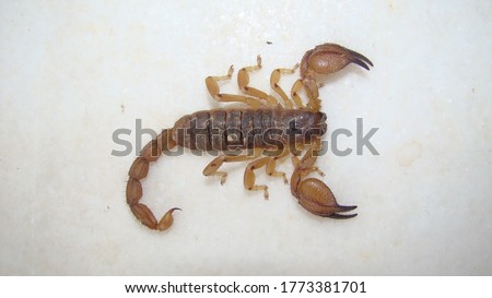 scorpion isolated.
scorpion on white background.
close up yellow scorpion.
closeup scorpion.
animal isolated.
insects, insect, bugs, bug, animals, wildlife, wild nature, forest, woods, garden, park Royalty-Free Stock Photo #1773381701