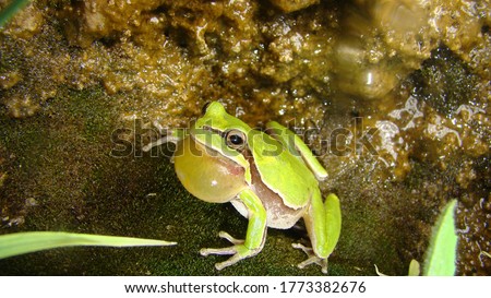 frog in the nature
green tree frog in the swamp at night
close up of frog chirp
closeup of frog sing
cute animal, beautiful animal. wild nature. wildlife. animal, animals, sound, sounds, forest, woods Royalty-Free Stock Photo #1773382676