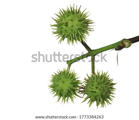 Conker tree green chestnut fruits on branch, twig isolated on white background, clipping path