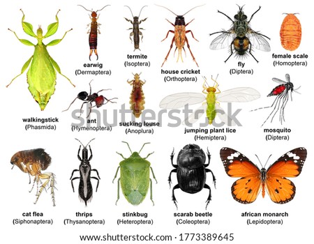 Set of insects. Isolated on a white background. Biodiversity  Royalty-Free Stock Photo #1773389645