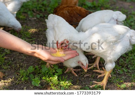 the hostess feeds with the hands of two young white broiler cocks grain. selective focus Royalty-Free Stock Photo #1773393179