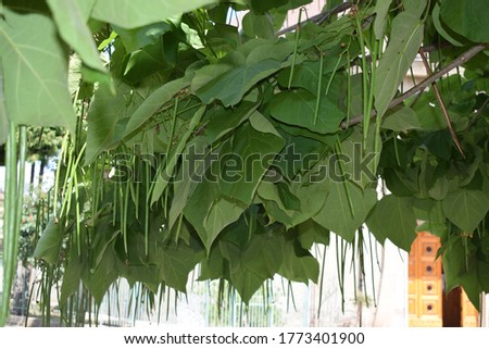 Southern catalpa tree (Catalpa bignonioides) leaves and immature fruits Royalty-Free Stock Photo #1773401900