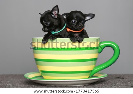 small black Chihuahua puppies.They sit in a large circle.On a grey background. Royalty-Free Stock Photo #1773417365