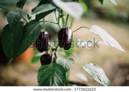 Adorable purple pepper growing outside in the pot, close up view 