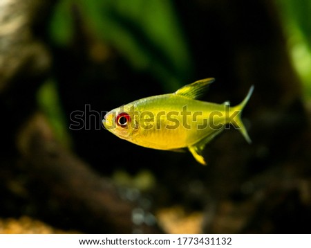 lemon tetra (Hyphessobrycon pulchripinnis ) close up on a fish tank with blurred background