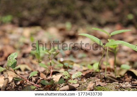 Many small trees have sprouted from the seeds, Agriculture photography, agriculture stock image for commercial uses.    
