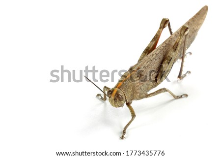 grasshopper close up on white background, macro shot