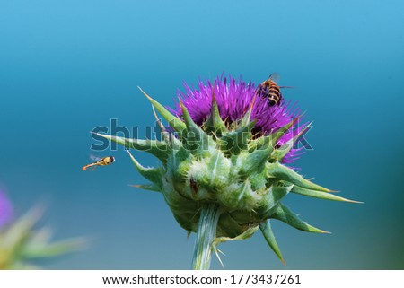 Purple flowers of Cotton thistle or Scotch thistle in the field. 
