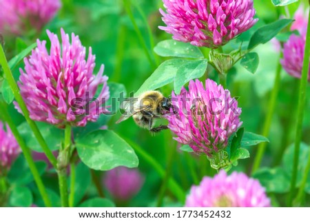 Bumblebee pollen on pink clover close up. Humblebee nectaring on trifolium flower in spring green fields at sunny light day, selective focus Royalty-Free Stock Photo #1773452432