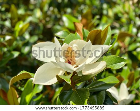 Southern magnolia grandiflora flower, close up. Evergreen Bull Bay magnolia, laurel  Loblolly magnolia bloom in tree. Big magnolia flower in summer garden 
