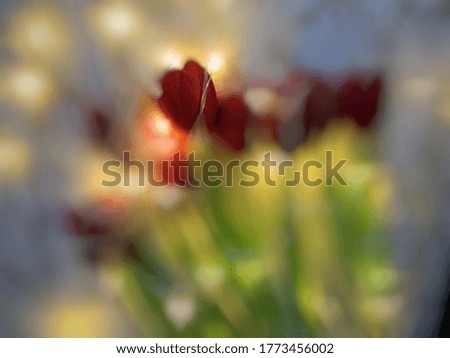 Red tulip with heart shape bokeh