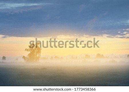 Country field in a fog at sunrise. Lonely birch tree close-up, dark silhouettes in the background. Pure golden morning sunlight. Epic clouds. Idyllic rural scene. Concept art, fairytale, picturesque
