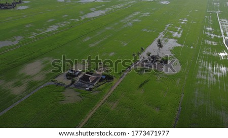 Aerial view of the green rice fields. Malaysia