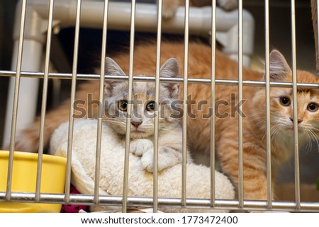 kittens at the animal shelter waiting for adoption Royalty-Free Stock Photo #1773472400
