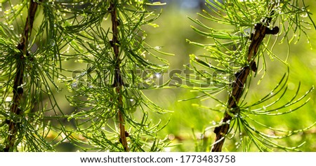 Wet green branches of larch with drops of water after a summer rain. Custom natural background for design and text