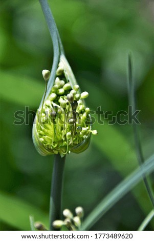 Macro green onion flower in a bud