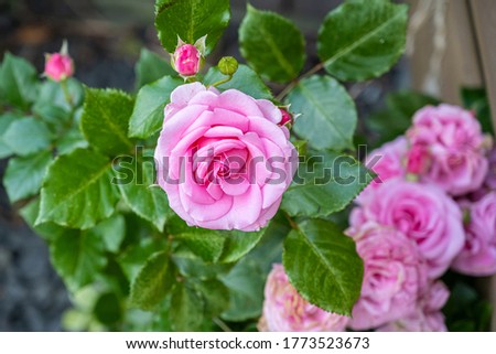 Close-up picture of a pink rose. Green leaves. Green background. Garden photo