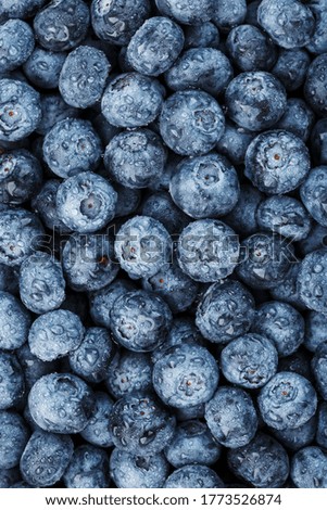Ripe blueberries in the form of a full-screen texture with drops of dew.