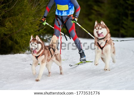 Skijoring dog racing. Winter dog sport competition. Siberian husky dog pulls skier. Active skiing on snowy cross country track road