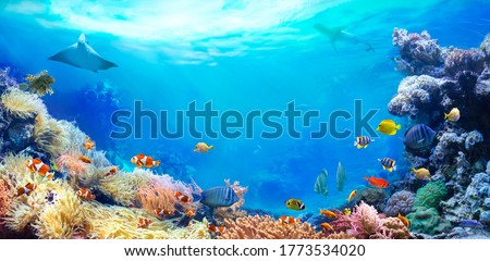Panoramic view of the coral reef. Animals of the underwater sea world. Ecosystem. Colorful tropical fish. 