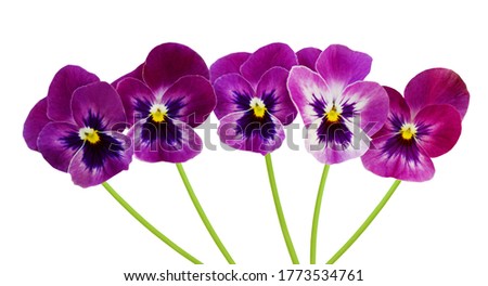 Three pansy flowers isolated on white background