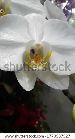White orchids have yellow stamens and thick petals blooming very beautiful.