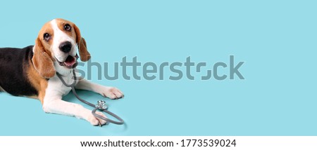 beagle dog with stethoscope as veterinarian on blue background in studio With copy space.
