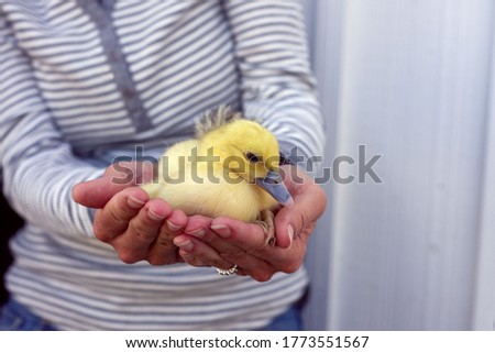 Baby duckling at wildlife rehab Royalty-Free Stock Photo #1773551567