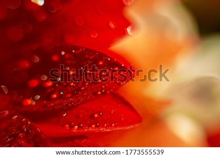 on red beautiful sheets of gerbera dewdrops of water, macro photography, template for a postcard, sketch for a notebook, background for a banner