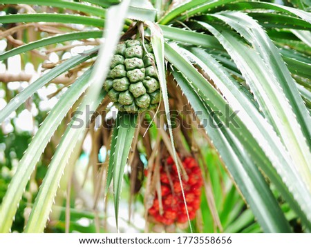 Tropical green pandanus fruits in nature forest, selective focus