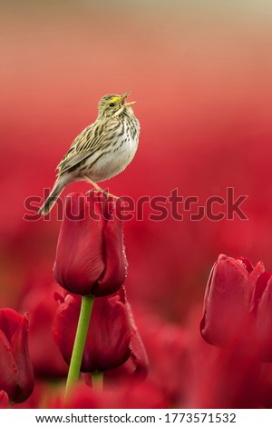 A small Sparrow sitting on a red Tulip flower opened its yellow beak to say something to the World