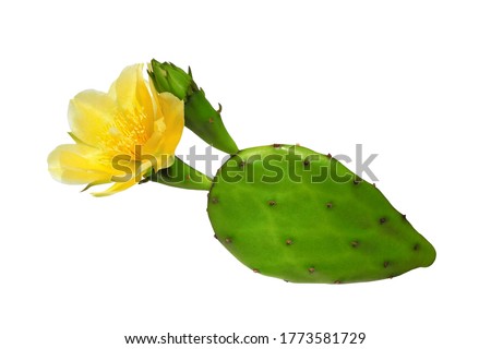 Opuntia cactus (prickly pear) with yellow flower isolated on white background Royalty-Free Stock Photo #1773581729
