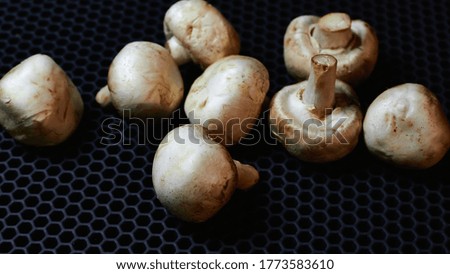 white mushrooms on a dark background close-up from the top side