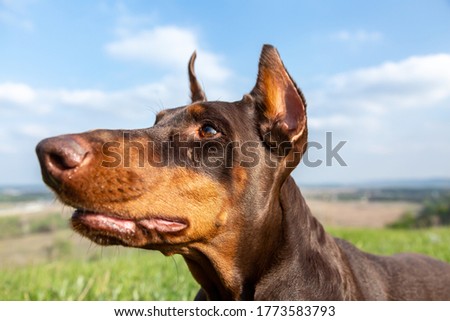 Portrait of a brown-and-tan doberman dobermann dog in green grass on a hill on a blurred natural background. Head in the frame close-up. Horizontal orientation.