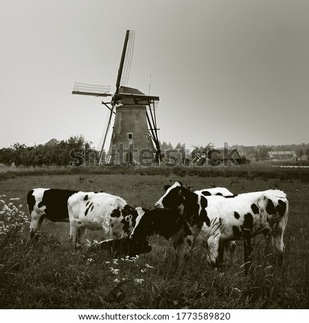 Old vintage wind mills at countryside of Netherland. Black and white cows in the front. Black and white photography.