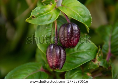 Photo of berries on a fuchsia plant in natural light.