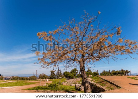 A beautiful tree in Archaeological Site Of Corinth with blue sky for background