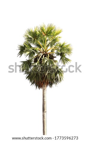 Palmyra tree isolated on white background, Toddy palm, Sugar