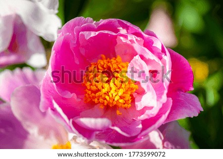 Beautiful pink peony flower. Flowers background. Selective focus, top view, close-up. 