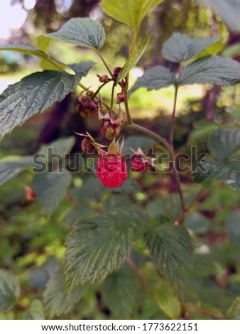 photo of raspberry bush with berries and leaves in summer