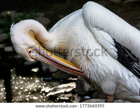 reat white pelican,Pelecanus onocrotalus also known as the eastern white pelican, rosy pelican or white pelican is a bird of the pelican family