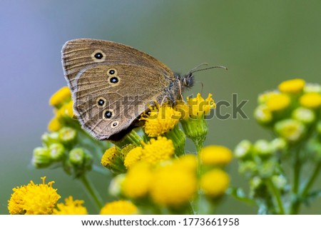 Close-up of a Ringlet butterfly Aphantopus hyperantus perched on a leaf in a forest. Royalty-Free Stock Photo #1773661958