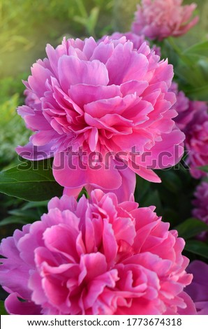 Beautiful fragrant peonies flowers. Pink color peonies flower. Pink peony flowers in garden.