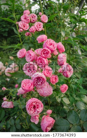 Many beautiful rose flowers Pomponella.  Pink rose flowers on the rose bush in the garden. Beautiful pink roses in a garden