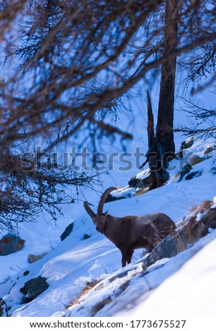 Alpine ibex, Capra ibex, in Gran Paradiso National Park in the Graian Alps, between the Aosta Valley and Piedmont regions of Italy in Europe