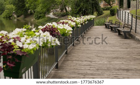 petunia flowers in pots on the promenade.neighboring benches for people to relax. High quality photo