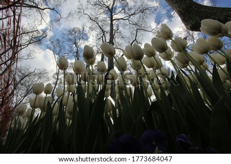 tulips macro shot in spring parks