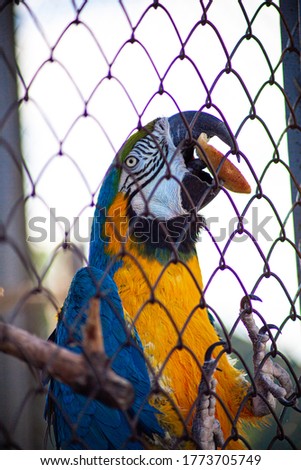 Colorful Parrot at the Zoo